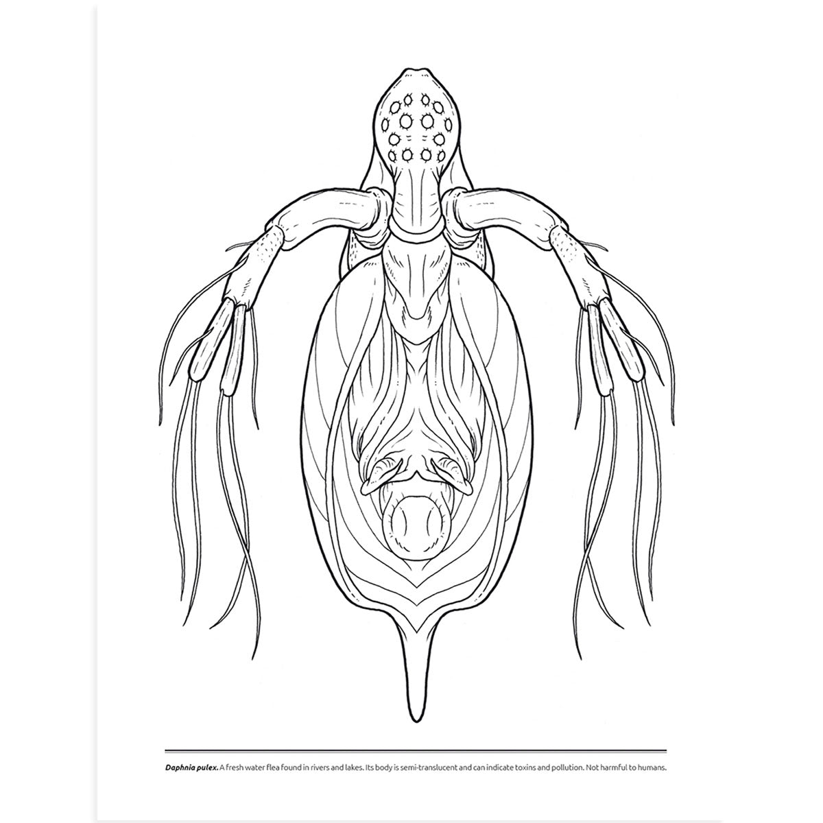 Microscopic Monsters Coloring Book